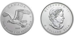 Águila Calva